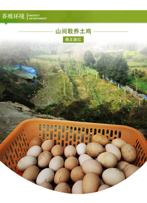 農(nóng)家土雞蛋 從桑林到餐桌，營養(yǎng)與新鮮的自然饋贈