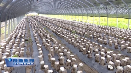 天津?yàn)I江集團(tuán)深入調(diào)研我縣農(nóng)副產(chǎn)品產(chǎn)業(yè)，聚焦新鮮水果零售市場新機(jī)遇