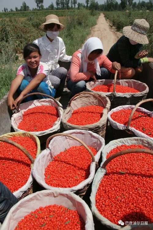 河套同名農(nóng)產(chǎn)品 地道風(fēng)味的鄉(xiāng)土印記